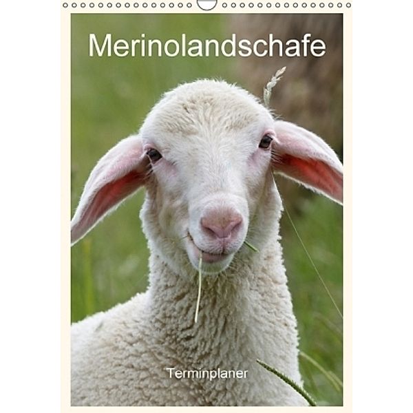 Merinolandschafe / Terminplaner (Wandkalender 2017 DIN A3 hoch), Rolf Pötsch