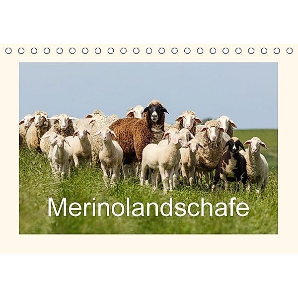 Merinolandschafe (Tischkalender 2017 DIN A5 quer), Rolf Pötsch