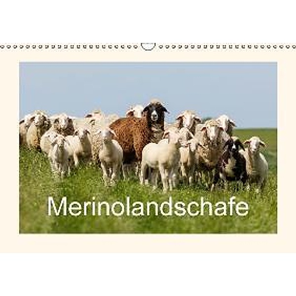 Merinolandschafe (Wandkalender 2015 DIN A3 quer), Rolf Pötsch