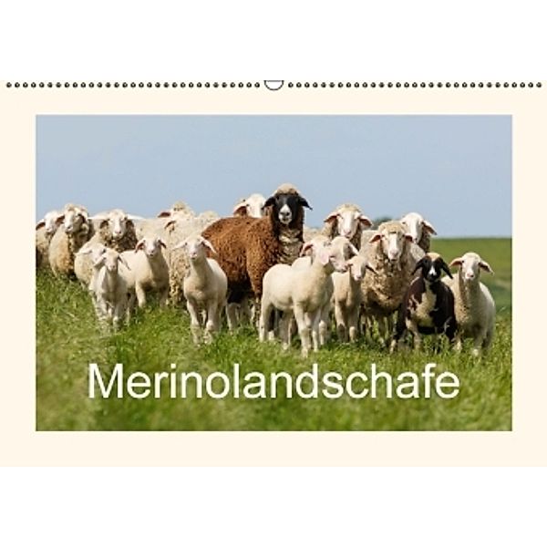Merinolandschafe (Wandkalender 2016 DIN A2 quer), Rolf Pötsch