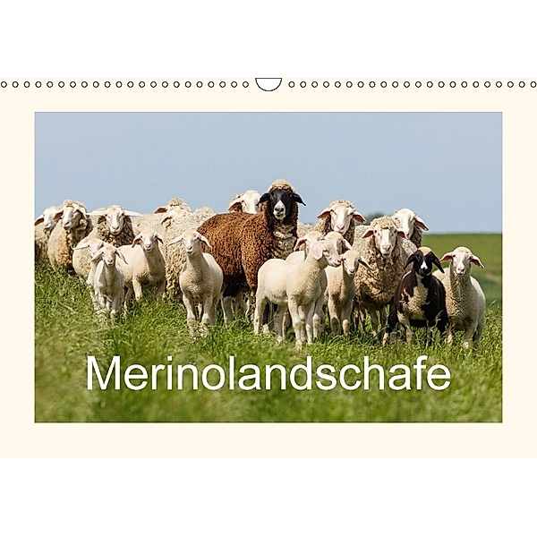 Merinolandschafe (Wandkalender 2018 DIN A3 quer), rolf pötsch