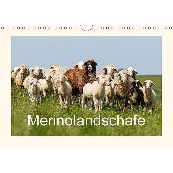 Merinolandschafe (Wandkalender 2018 DIN A4 quer), rolf pötsch