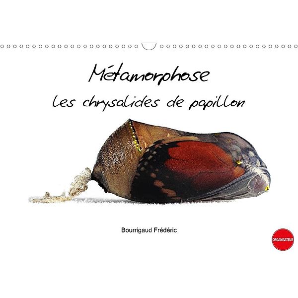 Métamorphose les chrysalides de papillon (Calendrier mural 2023 DIN A3 horizontal), Bourrigaud Frédéric
