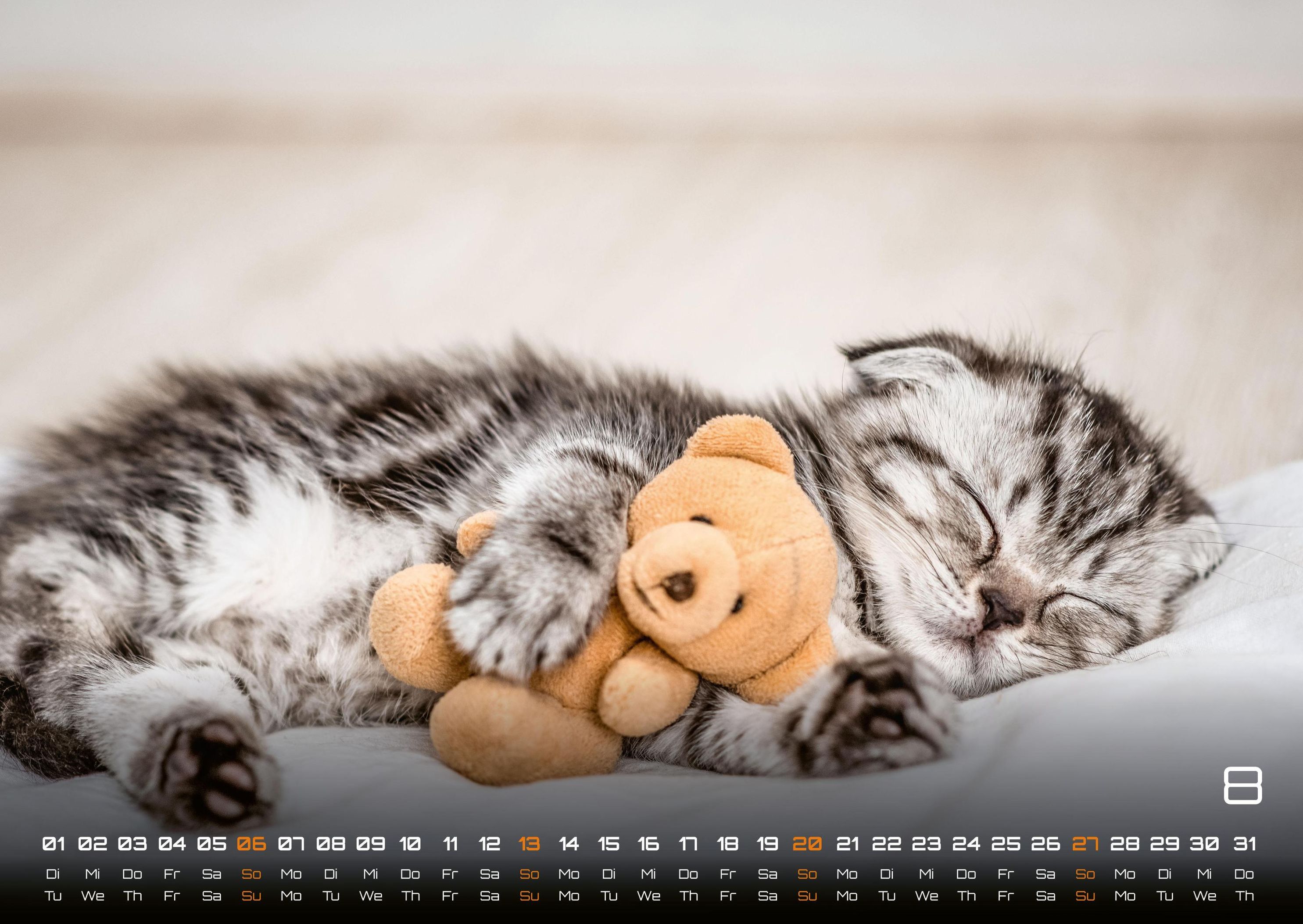 Miau Kids - kleine Tiger ganz groß - Der Katzenkalender - 2023 - Kalender  DIN A2 online kaufen - Orbisana