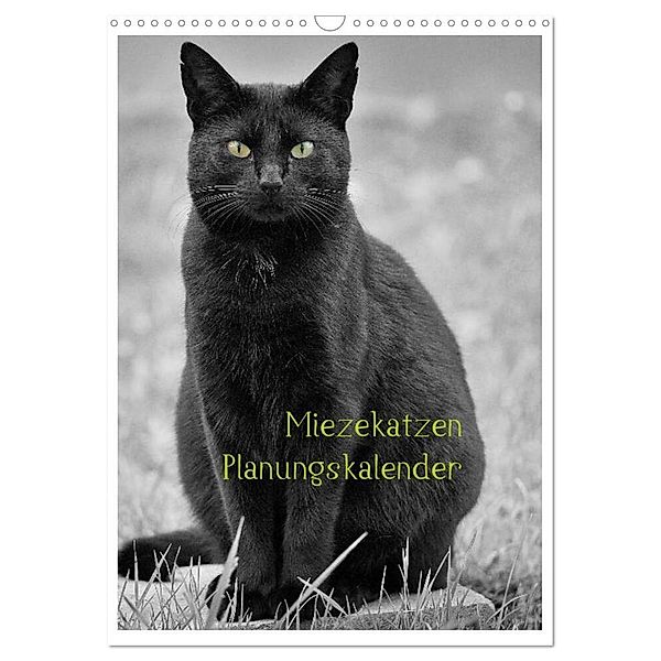 Miezekatzen Planungskalender (Wandkalender 2024 DIN A3 hoch), CALVENDO Monatskalender, Hans Zitzler