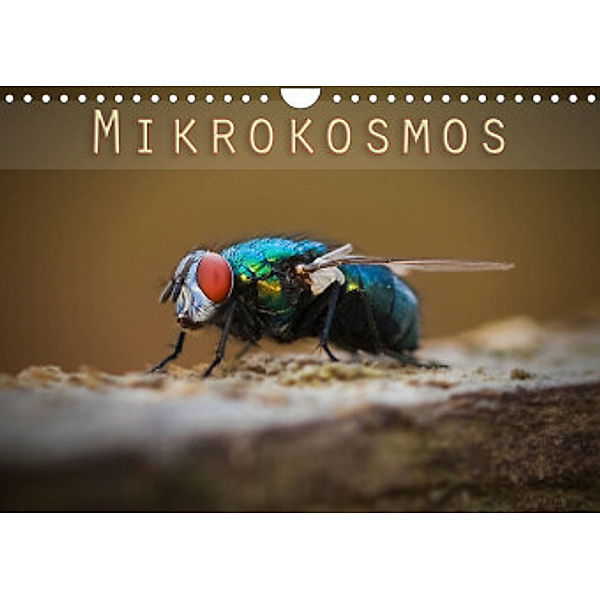 Mikrokosmos (Wandkalender 2022 DIN A4 quer), Markus Will