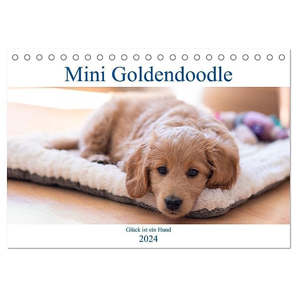 Mini Goldendoodle - Glück ist ein Hund (Tischkalender 2024 DIN A5 quer), CALVENDO Monatskalender, Stephan Schulz