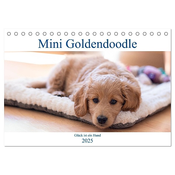 Mini Goldendoodle - Glück ist ein Hund (Tischkalender 2025 DIN A5 quer), CALVENDO Monatskalender, Calvendo, Stephan Schulz