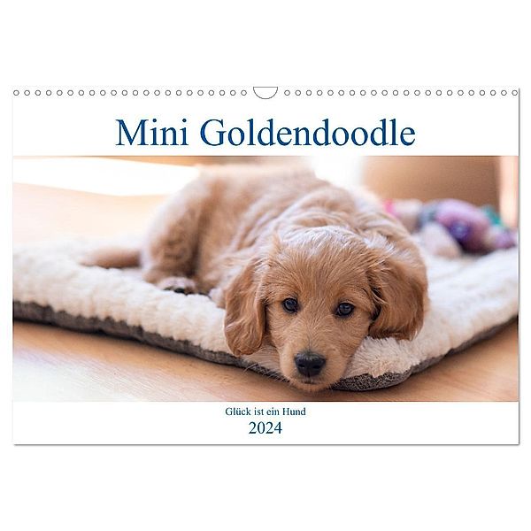 Mini Goldendoodle - Glück ist ein Hund (Wandkalender 2024 DIN A3 quer), CALVENDO Monatskalender, Stephan Schulz