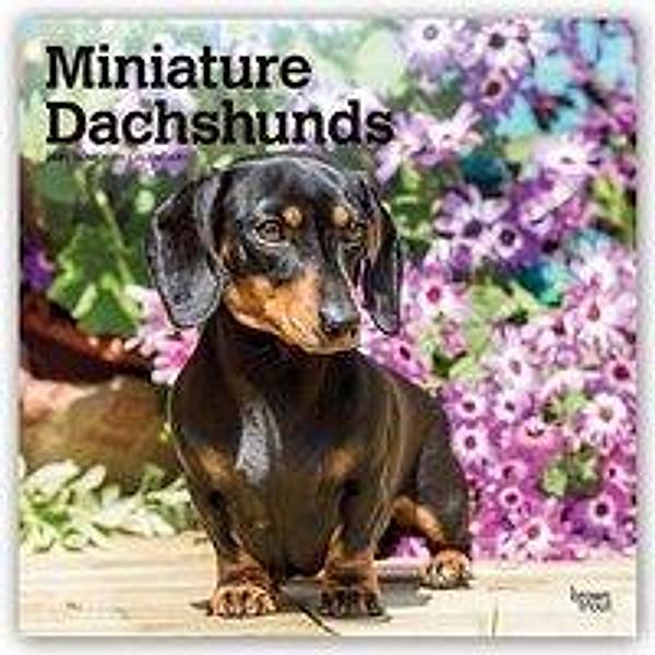 Miniature Dachshunds - Zwergdackel 2021 - 16-Monatskalender mit freier DogDays-App, Miniature Dachshunds 2021