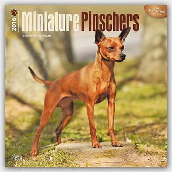 Miniature Pinschers 2016