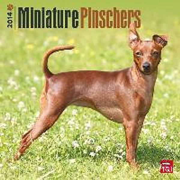 Miniature Pinschers Calendar