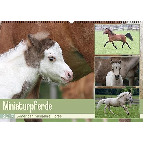 Miniaturpferde - American Miniature Horse (Wandkalender 2017 DIN A2 quer), Barbara Mielewczyk