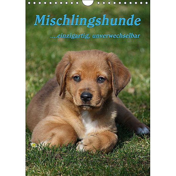 Mischlingshunde (Wandkalender 2019 DIN A4 hoch), Antje Lindert-Rottke