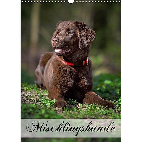 Mischlingshunde (Wandkalender 2021 DIN A3 hoch), Nicole Noack