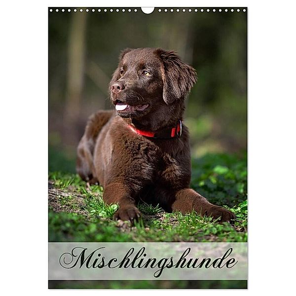 Mischlingshunde (Wandkalender 2024 DIN A3 hoch), CALVENDO Monatskalender, Nicole Noack