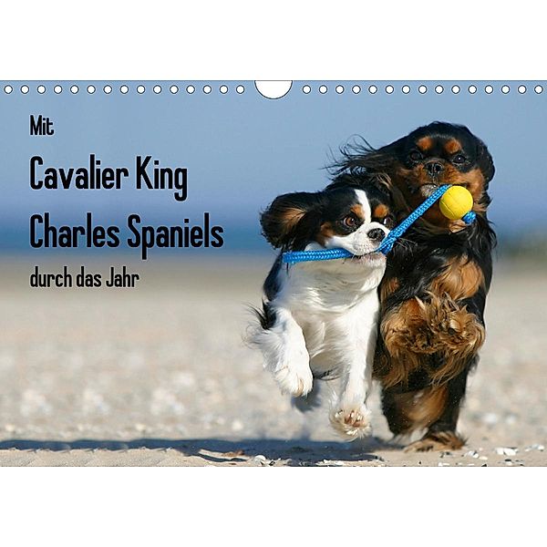 Mit Cavalier King Charles Spaniels durch das Jahr (Wandkalender 2021 DIN A4 quer), Petra Wegner