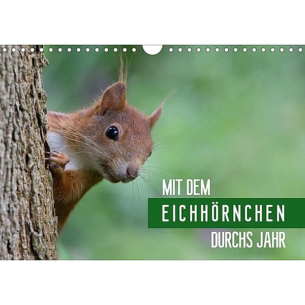 Mit dem Eichhörnchen durchs Jahr (Wandkalender 2021 DIN A4 quer), Margret Brackhan