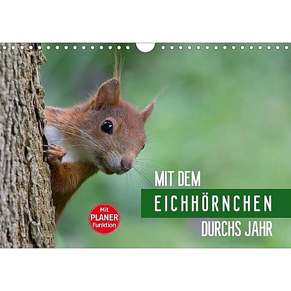 Mit dem Eichhörnchen durchs Jahr (Wandkalender 2021 DIN A4 quer), Margret Brackhan