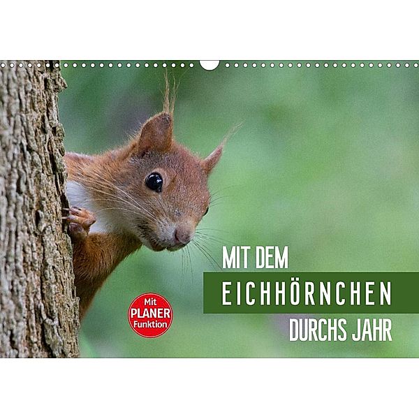 Mit dem Eichhörnchen durchs Jahr (Wandkalender 2023 DIN A3 quer), Margret Brackhan