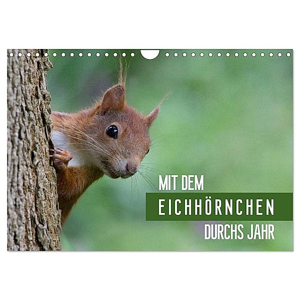Mit dem Eichhörnchen durchs Jahr (Wandkalender 2024 DIN A4 quer), CALVENDO Monatskalender, Margret Brackhan