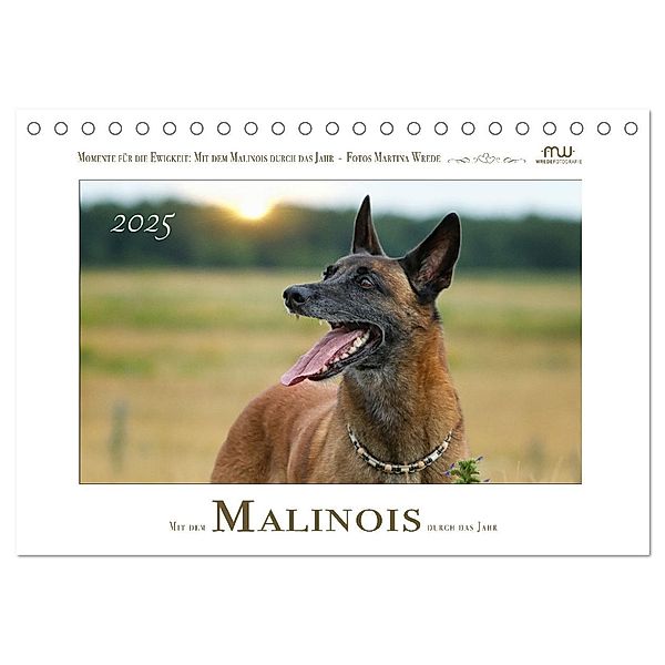 Mit dem Malinois durch das Jahr (Tischkalender 2025 DIN A5 quer), CALVENDO Monatskalender, Calvendo, Martina Wrede - Wredefotografie