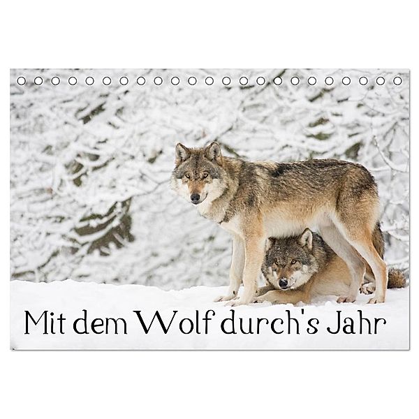 Mit dem Wolf durch's Jahr (Tischkalender 2025 DIN A5 quer), CALVENDO Monatskalender, Calvendo, Wilfried Martin