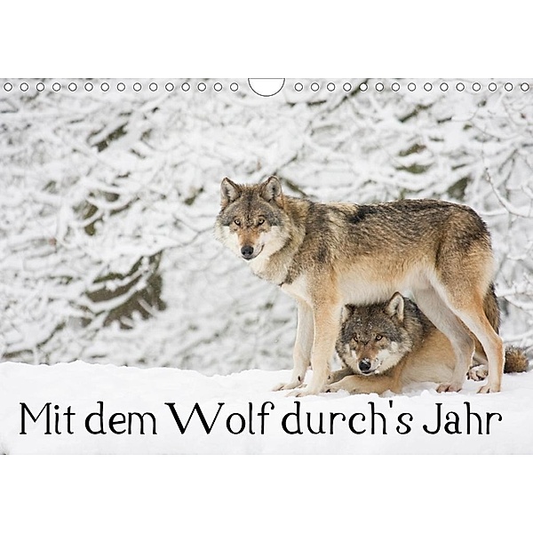 Mit dem Wolf durch's Jahr (Wandkalender 2020 DIN A4 quer), Wilfried Martin