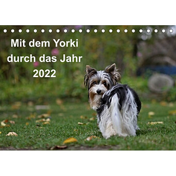 Mit dem Yorki durch das Jahr 2022 (Tischkalender 2022 DIN A5 quer), Friedhelm Bauer