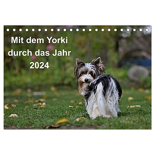 Mit dem Yorki durch das Jahr 2024 (Tischkalender 2024 DIN A5 quer), CALVENDO Monatskalender, Friedhelm Bauer