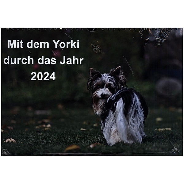 Mit dem Yorki durch das Jahr 2024 (Wandkalender 2024 DIN A4 quer), CALVENDO Monatskalender, Friedhelm Bauer