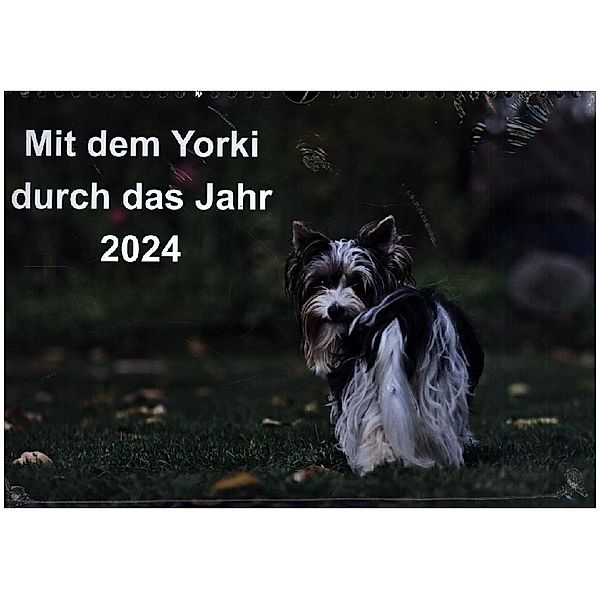 Mit dem Yorki durch das Jahr 2024 (Wandkalender 2024 DIN A4 quer), CALVENDO Monatskalender, Friedhelm Bauer