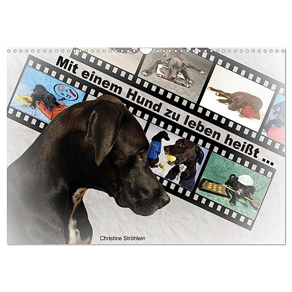 Mit einem Hund zu leben heißt ... (Wandkalender 2024 DIN A3 quer), CALVENDO Monatskalender, Christine Ströhlein