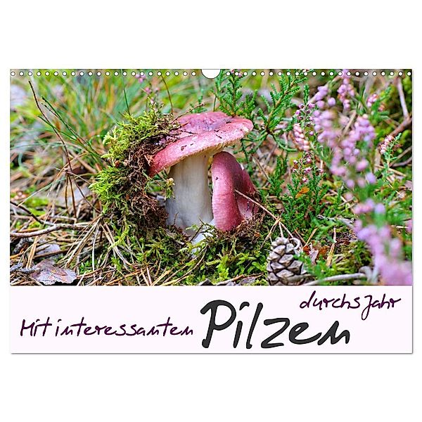 Mit interessanten Pilzen durchs Jahr (Wandkalender 2024 DIN A3 quer), CALVENDO Monatskalender, LianeM