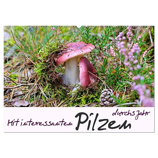 Mit interessanten Pilzen durchs Jahr (Wandkalender 2025 DIN A2 quer), CALVENDO Monatskalender, Calvendo, LianeM