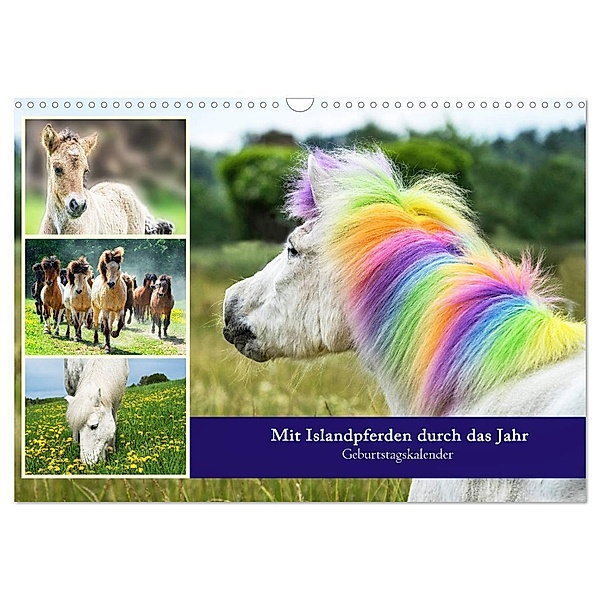 Mit Islandpferden durch das Jahr Geburtstagskalender (Wandkalender 2024 DIN A3 quer), CALVENDO Monatskalender, Angelika Beuck