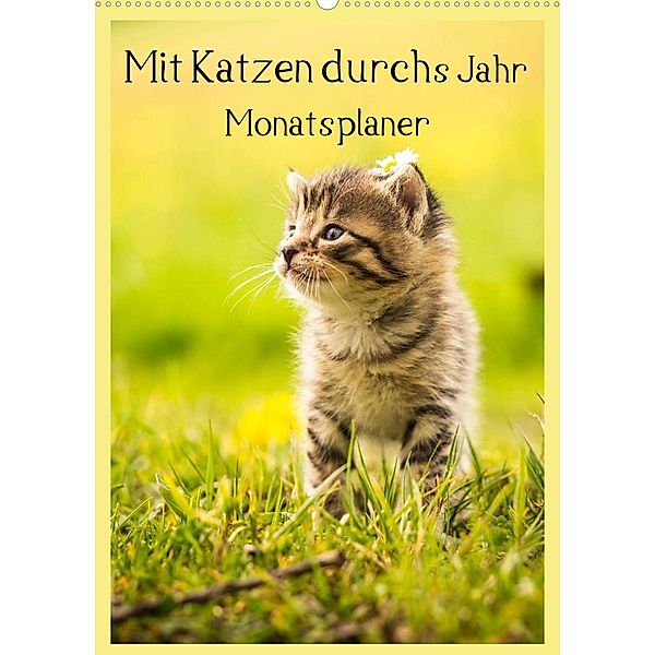 Mit Katzen durchs Jahr / Planer (Wandkalender 2023 DIN A2 hoch), Yvonne Obermüller Fotografie