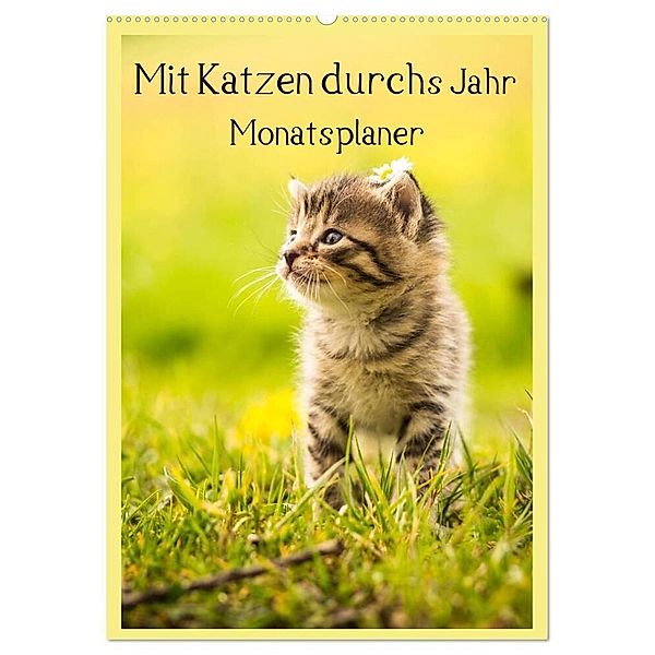Mit Katzen durchs Jahr / Planer (Wandkalender 2024 DIN A2 hoch), CALVENDO Monatskalender, Yvonne Obermüller Fotografie