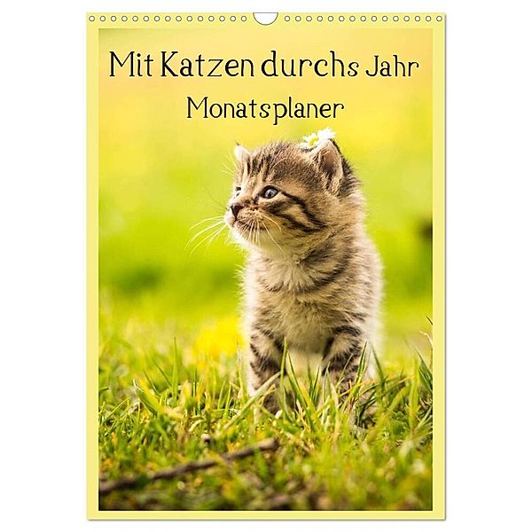 Mit Katzen durchs Jahr / Planer (Wandkalender 2024 DIN A3 hoch), CALVENDO Monatskalender, Yvonne Obermüller Fotografie