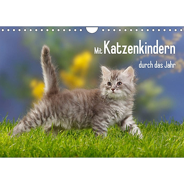 Mit Katzenkindern durch das Jahr (Wandkalender 2023 DIN A4 quer), Petra Wegner