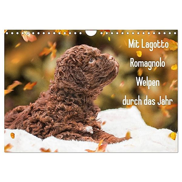 Mit Lagotto Romagnolo Welpen durch das Jahr (Wandkalender 2024 DIN A4 quer), CALVENDO Monatskalender, Sigrid Starick