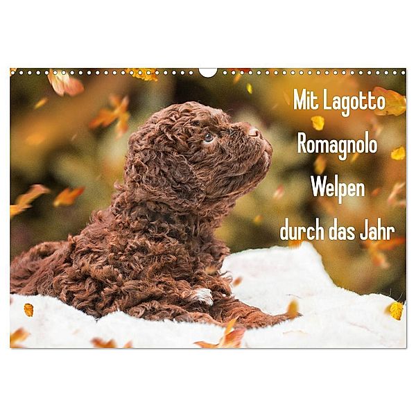 Mit Lagotto Romagnolo Welpen durch das Jahr (Wandkalender 2024 DIN A3 quer), CALVENDO Monatskalender, Sigrid Starick