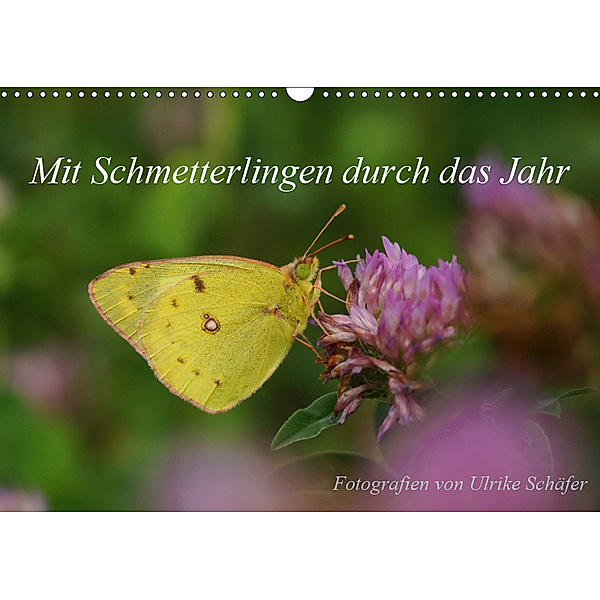 Mit Schmetterlingen durch das Jahr (Wandkalender 2019 DIN A3 quer), Ulrike Schäfer