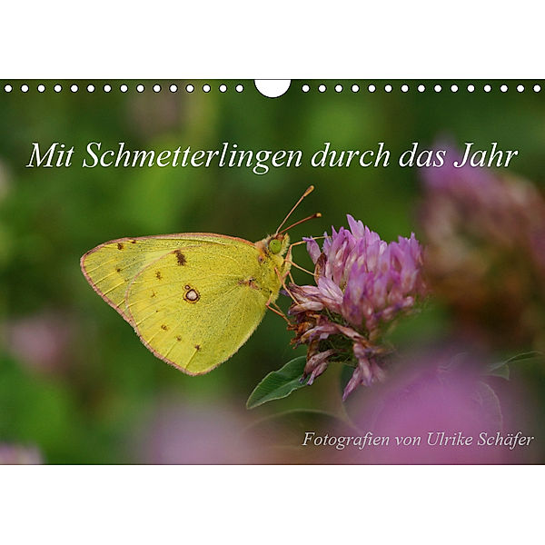 Mit Schmetterlingen durch das Jahr (Wandkalender 2019 DIN A4 quer), Ulrike Schäfer