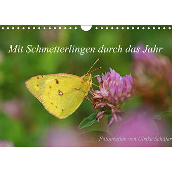 Mit Schmetterlingen durch das Jahr (Wandkalender 2022 DIN A4 quer), Ulrike Schäfer
