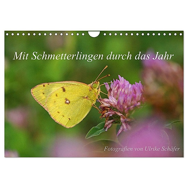 Mit Schmetterlingen durch das Jahr (Wandkalender 2024 DIN A4 quer), CALVENDO Monatskalender, Ulrike Schäfer