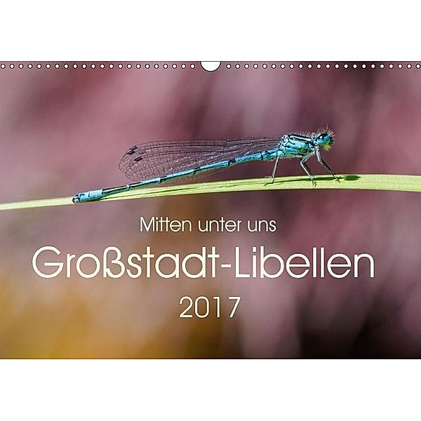 Mitten unter uns - Großstadt-Libellen (Wandkalender 2017 DIN A3 quer), Anne Wibke Hildebrandt