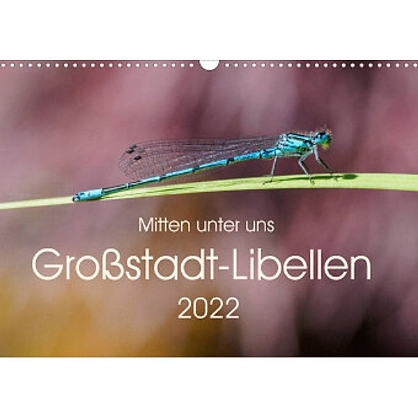 Mitten unter uns - Großstadt-Libellen (Wandkalender 2022 DIN A3 quer), Anne Wibke Hildebrandt