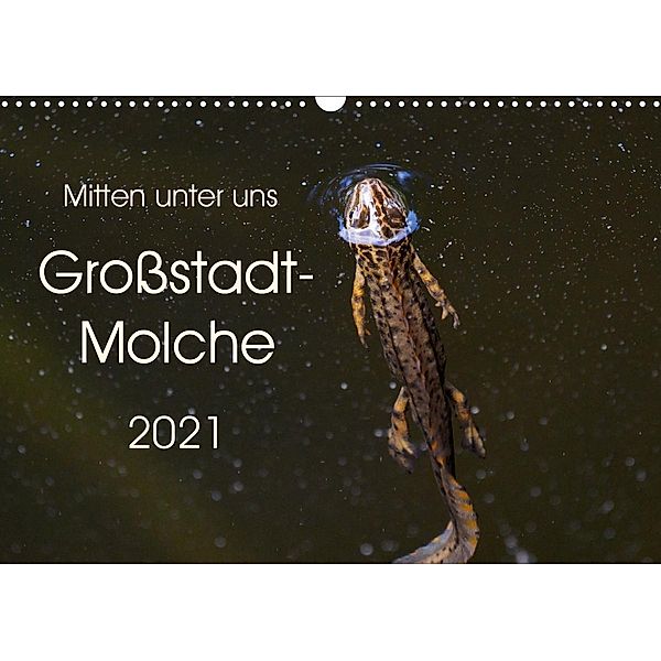 Mitten unter uns - Großstadt-Molche (Wandkalender 2021 DIN A3 quer), Anne Wibke Hildebrandt