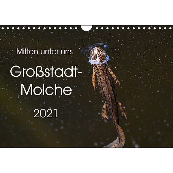 Mitten unter uns - Grossstadt-Molche (Wandkalender 2021 DIN A4 quer), Anne Wibke Hildebrandt